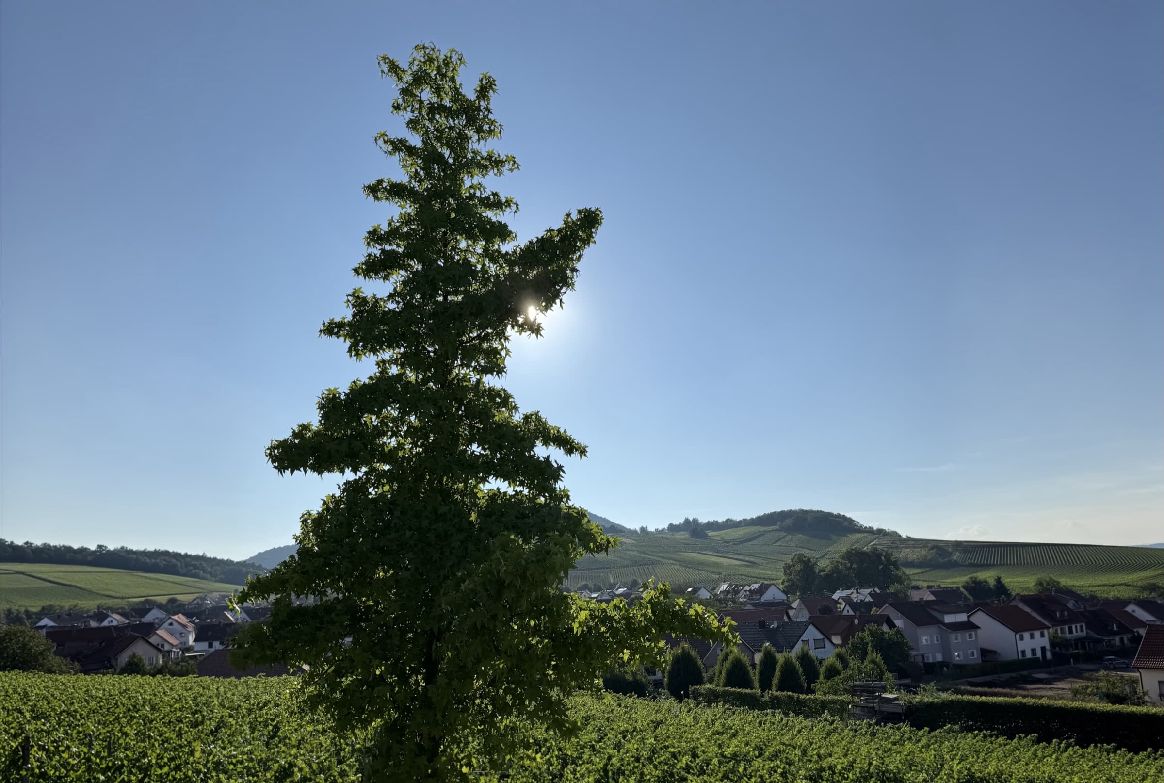 Sonniger Blick über die Weinberge der Südpfalz auf ein Weindorf, im Vordergrund ein Baum im Gegenlicht